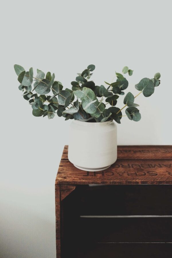 Eucalyptus in a Stoneware Pot
