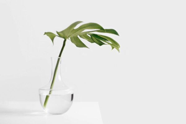 Monstera Leaf in a Glass Vase